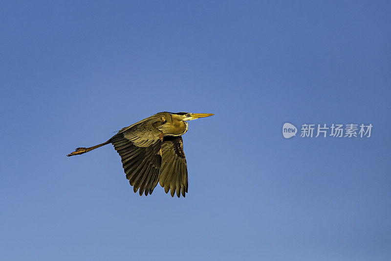 大蓝鹭飞行，Ardea herodias, Audubon Alafia银行鸟类保护区;鸟岛;希尔斯堡惨案湾;坦帕湾;佛罗里达